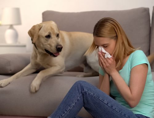 Holistic Veterinarian Techniques: Acupuncture for the Treatment of Asthma (Part 1)