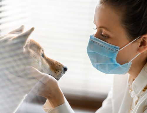Holistic Veterinarian Practice Series: #3. Ozone can Kill Bacteria and Viruses on Contact