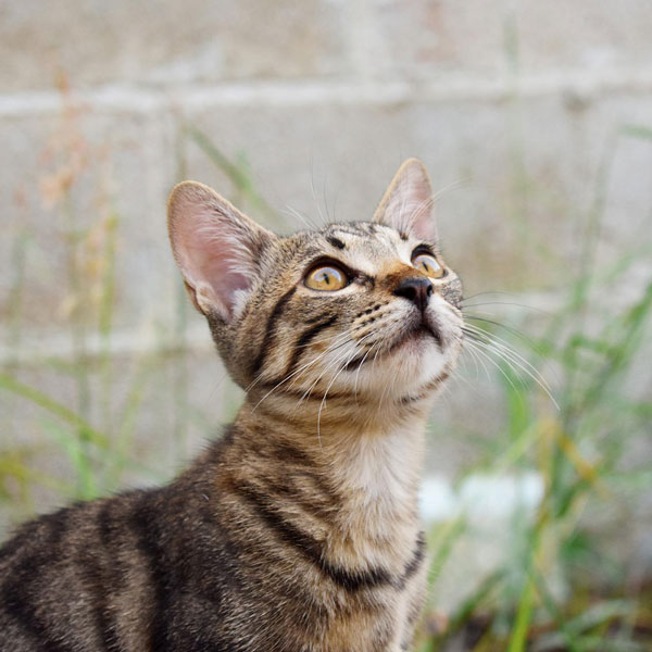 Tabby cat with yellow eyes looking upward