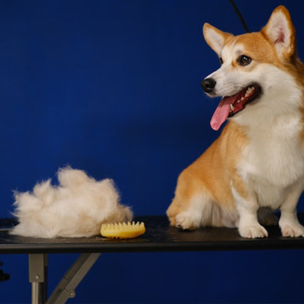Grooming-s4-img
