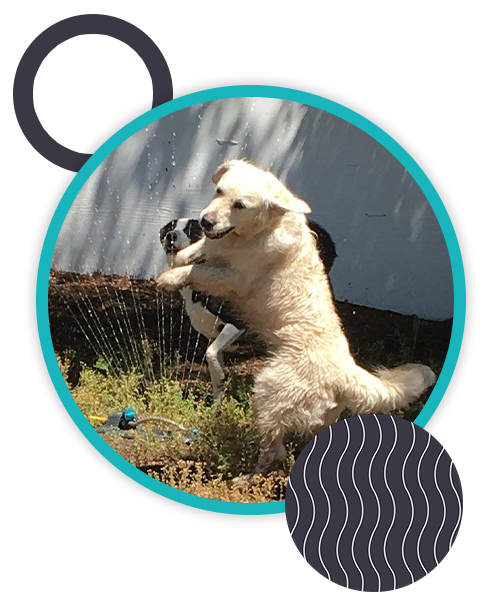 A golden retriever joyfully jumps through water sprays from a garden sprinkler on a sunny day. The dog is mid-air, with droplets visible around and its fur wet. In the background, a white fence and some greenery can be seen. This playful moment, captured brilliantly, could even make a veterinarian smile. Geometric shapes frame the image.