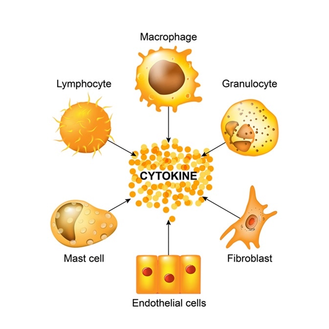 Diagram of cytokine signaling involving several cell types. At the center is a cluster labeled "Cytokine." Around it, arrows lead to labeled cells: Macrophage, Granulocyte, Fibroblast, Endothelial cells, Mast cell, and Lymphocyte, indicating interactions. Ideal for veterinarians studying cellular communication.