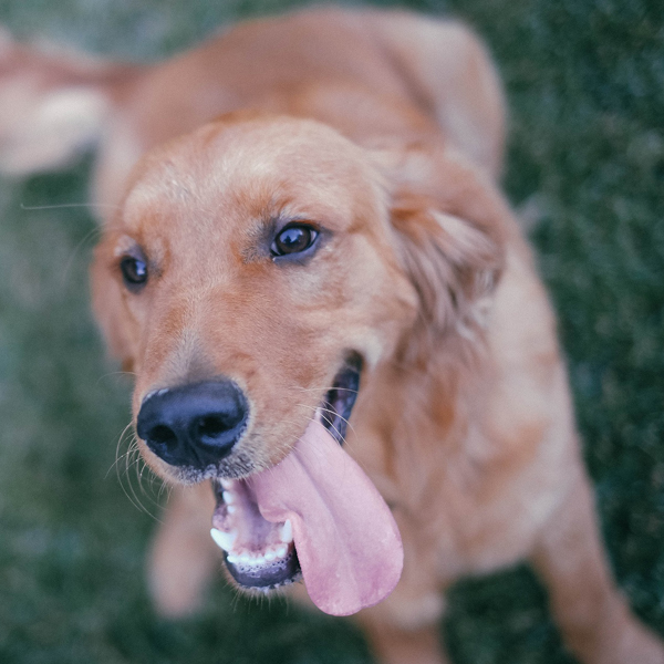 A golden retriever with a large, pink tongue panting happily, its mouth slightly open. The dog is looking up at the camera with a content expression while standing on green grass. The image, perhaps taken by a vet during a routine visit, is from above and slightly blurred around the edges.