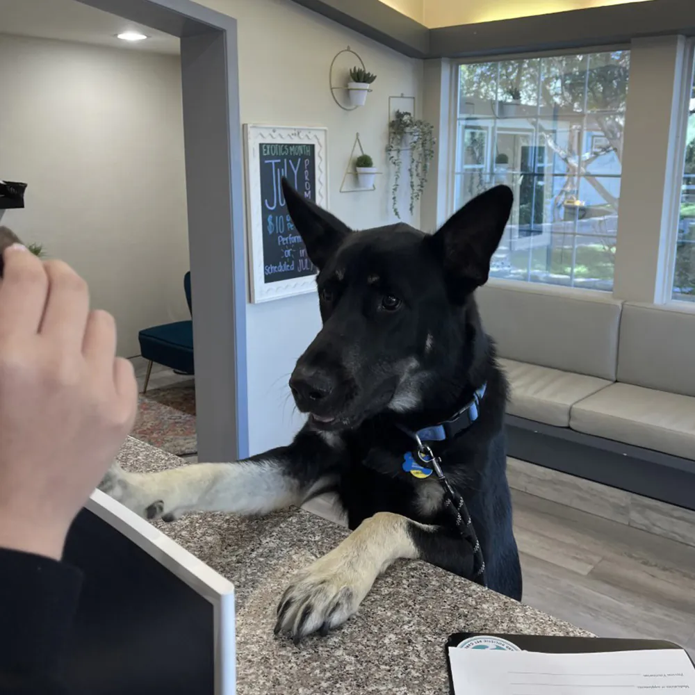 A black and white dog stands with its front paws on a counter, looking attentively at a hand holding an object. Behind the dog is a modern waiting area at the vet's office, complete with a couch, potted plants, and a window. A sign with text is partially visible on the wall.