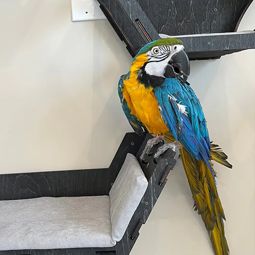 A vibrant blue and yellow parrot with a green head perches on a modern, dark-colored wooden stand that has padded gray areas. The parrot looks towards the camera, showcasing its striking feathers and black beak. With the attention of a caring veterinarian, the background is a plain, light-colored wall.