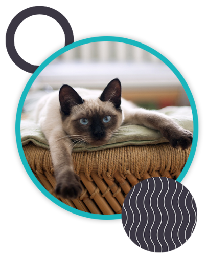 A Siamese cat with striking blue eyes reclines on a wicker surface with its front legs stretched forward. The image, likely admired by any veterinarian, is framed by a circular border containing teal and black graphic elements.