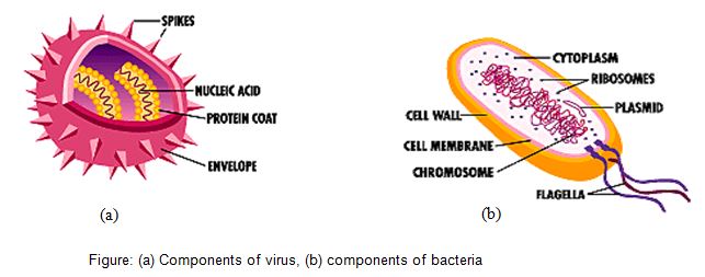 Illustration of microorganism components: (a) Virus parts including spikes, nucleic acid, protein coat, and envelope; (b) Bacterial parts including cytoplasm, ribosomes, plasmid, cell wall, cell membrane, chromosome, and flagella. Perfect for veterinarians studying infectious diseases.