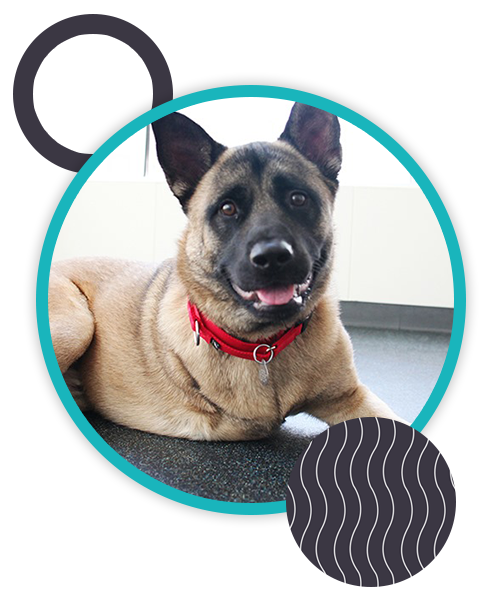 A large dog with a tan coat and black muzzle is lying down and looking at the camera. The dog, likely well-cared for by a veterinarian, is wearing a red collar and has pointed ears. The image is set within a circular frame with abstract shapes and a teal border.