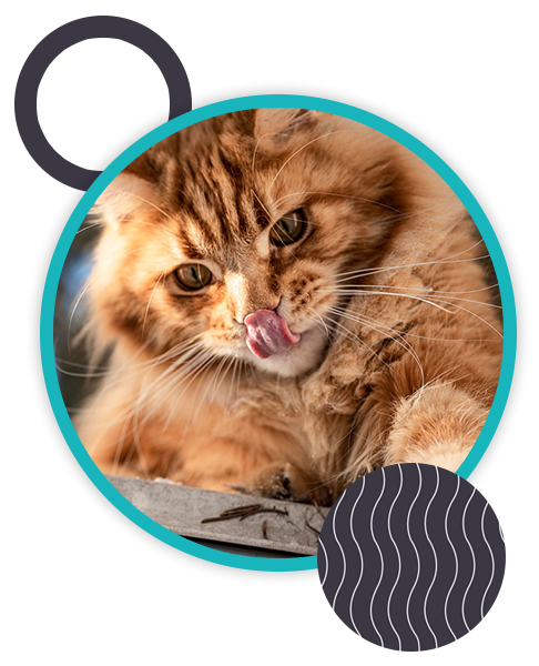 A fluffy orange cat with green eyes is licking its nose with its tongue. The cat is framed within a teal circle, and the background features abstract shapes in gray and black, giving a playful nod to a vet's office aesthetic.