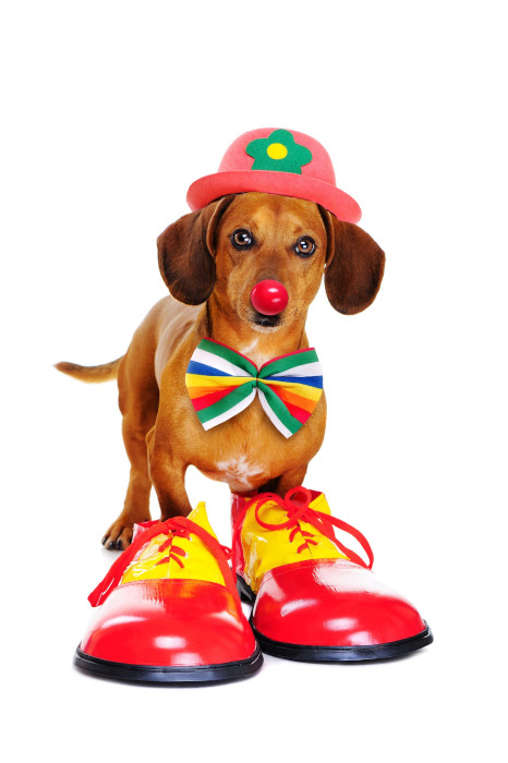 A small brown dachshund dressed as a clown stands against a white background. The dog, possibly fresh from a visit to the vet, is wearing a red hat with a green flower, a rainbow-striped bowtie, a red clown nose, and oversized red and yellow clown shoes.