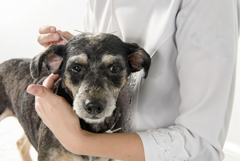 A dog with short, dark fur is held by a person wearing a white shirt. The dog has acupuncture needles inserted near its head and neck, suggesting a specialized treatment. The setting appears to be a veterinarian clinic or healthcare space for pets.