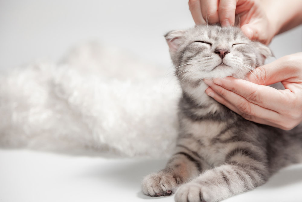 A gray tabby kitten is lying down with its eyes closed, appearing relaxed and content. A pair of hands, likely those of a veterinarian, are gently scratching its head, making the kitten look blissful. The background is soft and white, adding to the serene atmosphere of the scene.