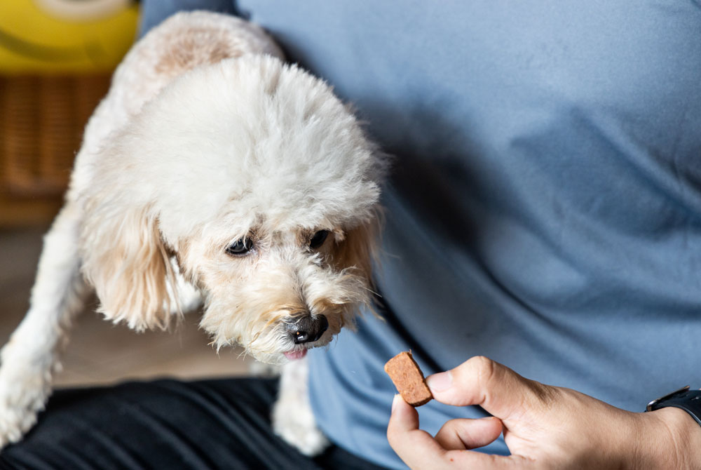 A fluffy white dog eagerly looks at a treat held by a person in a light blue shirt, possibly their veterinarian. The dog's ears are perked up, intensely focused on the treat in the vet's hand. The person’s arm is partially visible, and the background is slightly blurred.