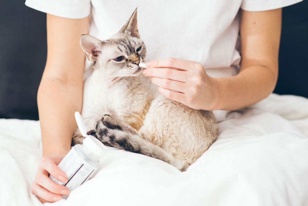 A person dressed in white, resembling a veterinarian, is holding a gray and white cat while offering it a pill from a bottle. The person is seated on a bed with white bedding, and the cat appears curious about the pill.