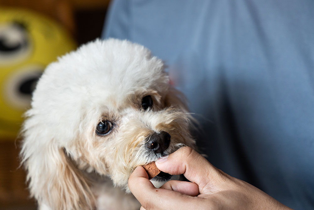 A small, fluffy white dog with big, dark eyes is being fed a treat by a person with light skin, possibly a vet. The person is holding the treat close to the dog's mouth. The dog's ears are floppy and it appears content. In the background, a large yellow ball with eye-like patterns is visible.