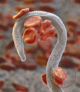 A microscopic view shows a white, coiled parasitic worm entwined with several red blood cells. The background is blurred with more red blood cells visible—a common sight for any experienced veterinarian examining samples under the microscope.