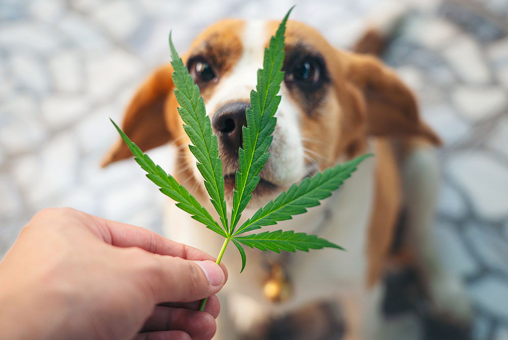 A hand holding a cannabis leaf in front of a curious dog with light brown and white fur, wearing a collar with a small bell. The blurred background features stone tiles, creating a serene setting. It's always best to consult your veterinarian about introducing new elements into your pet's environment.