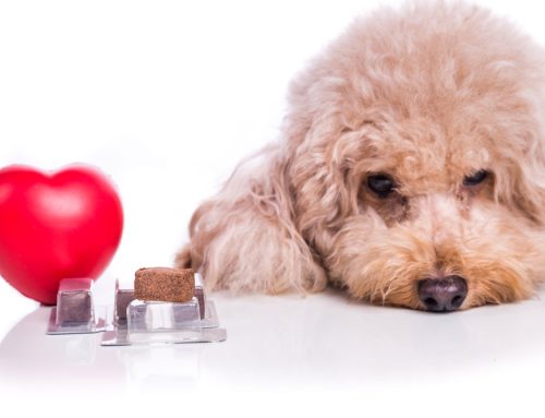 Holistic Veterinarian: Can Humans get Heartworms?