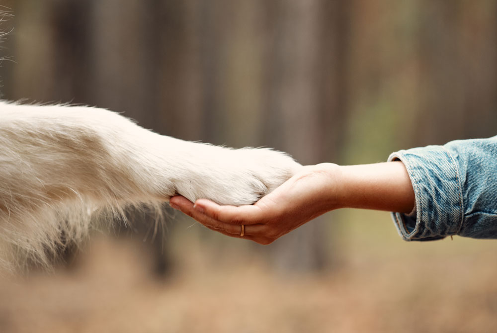 A close-up of a human hand, possibly that of a veterinarian, gently holding a dog's paw. The background is a blurry outdoor setting, likely a forest. The person is wearing a denim jacket.