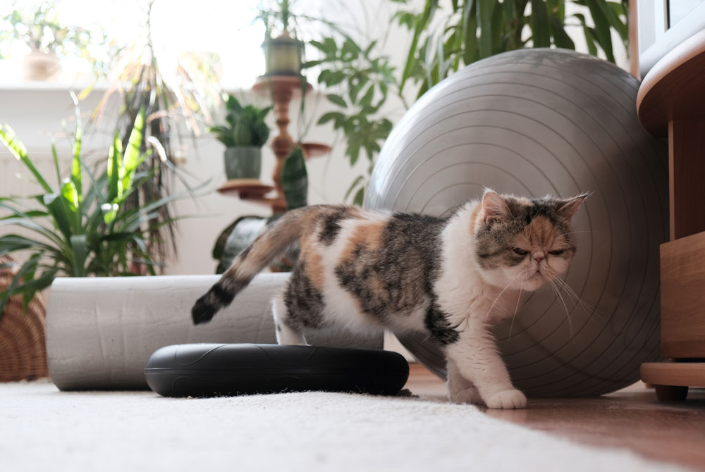 A calico cat walks in front of two exercise balls in a room filled with various potted plants. The light from the window illuminates the room, creating a bright and lively atmosphere that any vet would approve of for promoting pet wellness.