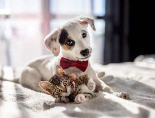 Heartworms in Dogs & Cats is Now a Public Health Issue