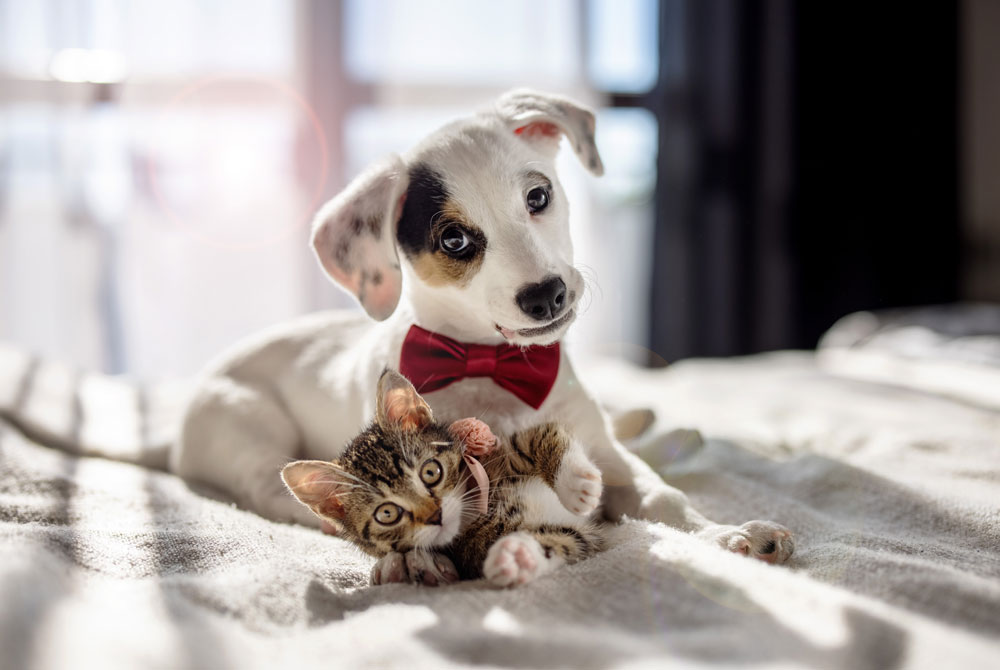 A small white dog with black spots and a red bow tie lies on a bed next to a playful brown and gray striped kitten. The dog looks at the camera, its head tilted as if awaiting a visit to the vet, while the kitten playfully rests on its back, also looking at the camera. Sunlight filters in through a window in the background.