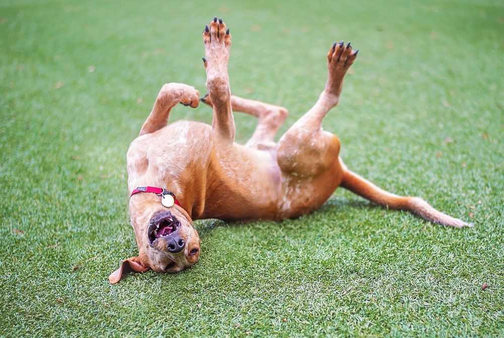 A brown dog with a red collar is joyfully rolling on its back on a grassy field. Its legs are in the air, and its mouth is open, giving the impression that it is having a great time, much to the delight of its vet who watches nearby.