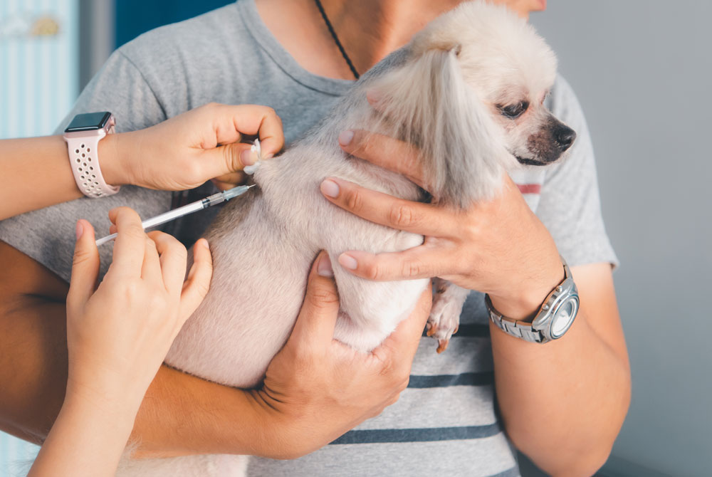 A small dog is being held by a person while receiving a vaccine shot from the vet. The dog has white fur and appears calm. The person holds the dog gently, and the veterinarian's hands are administering the injection into the dog's back.