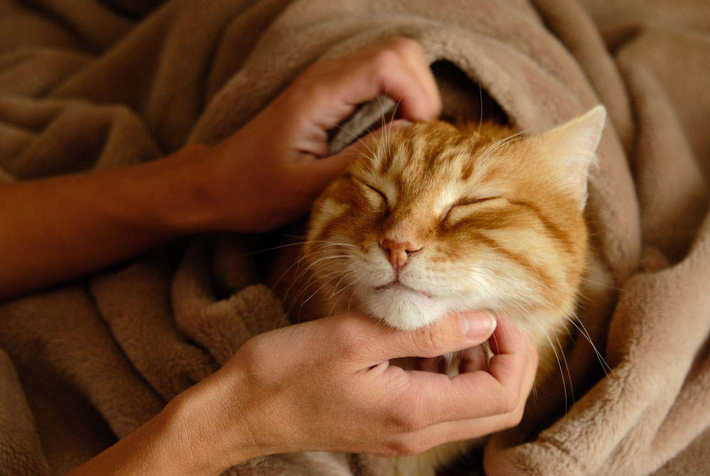 A content orange tabby cat is wrapped snugly in a soft brown blanket. The cat's eyes are closed as it enjoys a gentle chin scratch from the vet's hands. The overall scene exudes warmth and comfort.