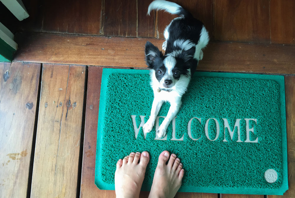 A small black and white dog sits on a green doormat with the word "WELCOME" written on it, looking up towards the camera. In the foreground, a pair of bare feet are visible standing on the wooden floor, possibly those of a veterinarian.