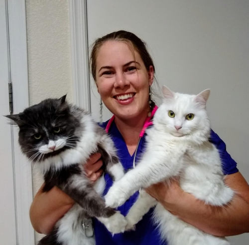 A veterinarian wearing a blue outfit, smiling and holding two fluffy cats. The cat on the left is grey and white, while the cat on the right is white with yellow eyes. They are standing in a well-lit room with a white door in the background.