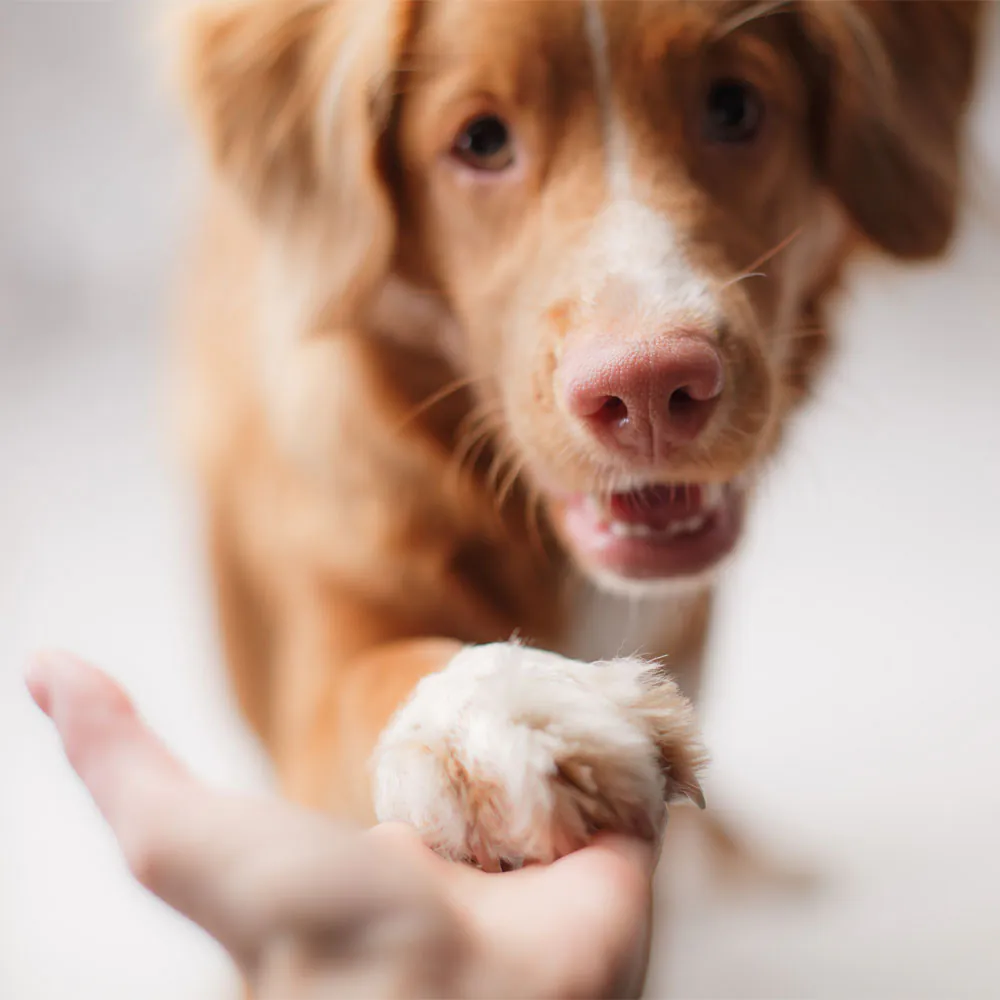 A brown dog with white markings on its face and paws is extending its paw towards a veterinarian's hand. The dog has a pink nose and is looking directly at the camera, appearing friendly and engaged. The background is softly blurred, highlighting the interaction.