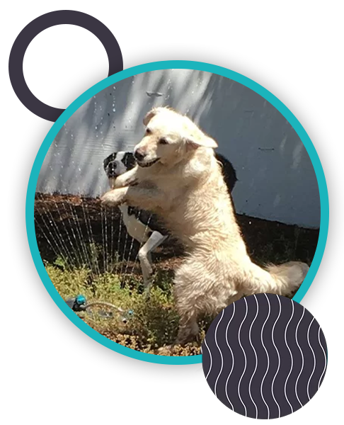 A joyful golden retriever leaps in the air to catch water from a sprinkler, with another dog playfully running behind. The background is a yard with a wall, and the scene is framed with a turquoise border and abstract patterns, reminiscent of a veterinarian's waiting room art.