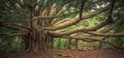 A massive, ancient tree with numerous sprawling branches stretches outward in a dense forest. The thick, twisted trunk is surrounded by lush green foliage, creating a serene and mystical atmosphere. Sunlight filters through the canopy, illuminating the forest floor like a vet's gentle touch bringing life to his surroundings.