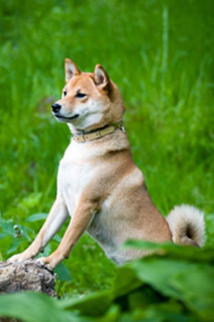 A Shiba Inu dog with a tan and white coat stands on its hind legs, front paws resting on a rock. The dog appears alert and focused, set against a backdrop of lush, green vegetation. It wears a collar from its recent veterinarian visit and looks into the distance.