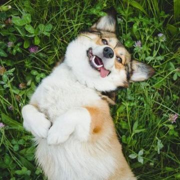 A happy dog lies on its back in the grass, surrounded by clover and small purple flowers. The tricolor-coated pup with expressive eyes looks up with its tongue out and paws playfully in the air, embodying a joyful and carefree demeanor that would make any veterinarian's heart melt.