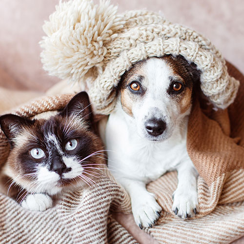 Cat and dog relaxing together on a cozy bed
