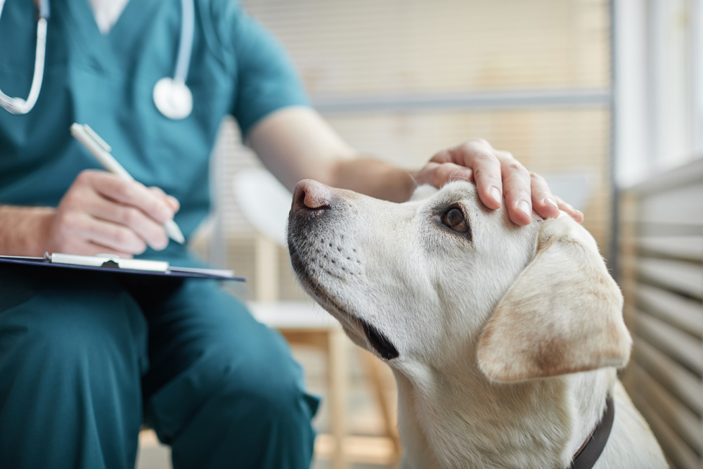 A veterinarian in teal scrubs gently pats a Labrador dog's head while holding a clipboard and pen. The setting appears to be a veterinary clinic, with soft lighting and a relaxed atmosphere.