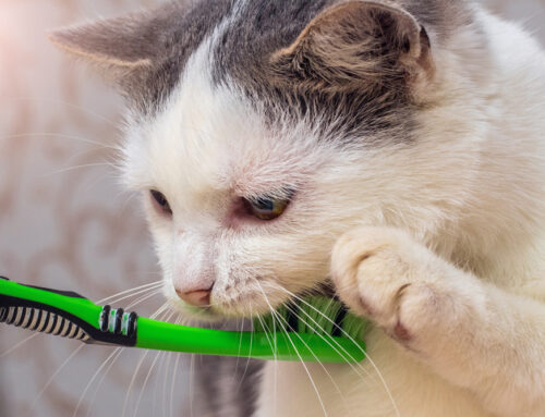 Understanding Dental Disease in Cats: Signs, Treatment, and Prevention