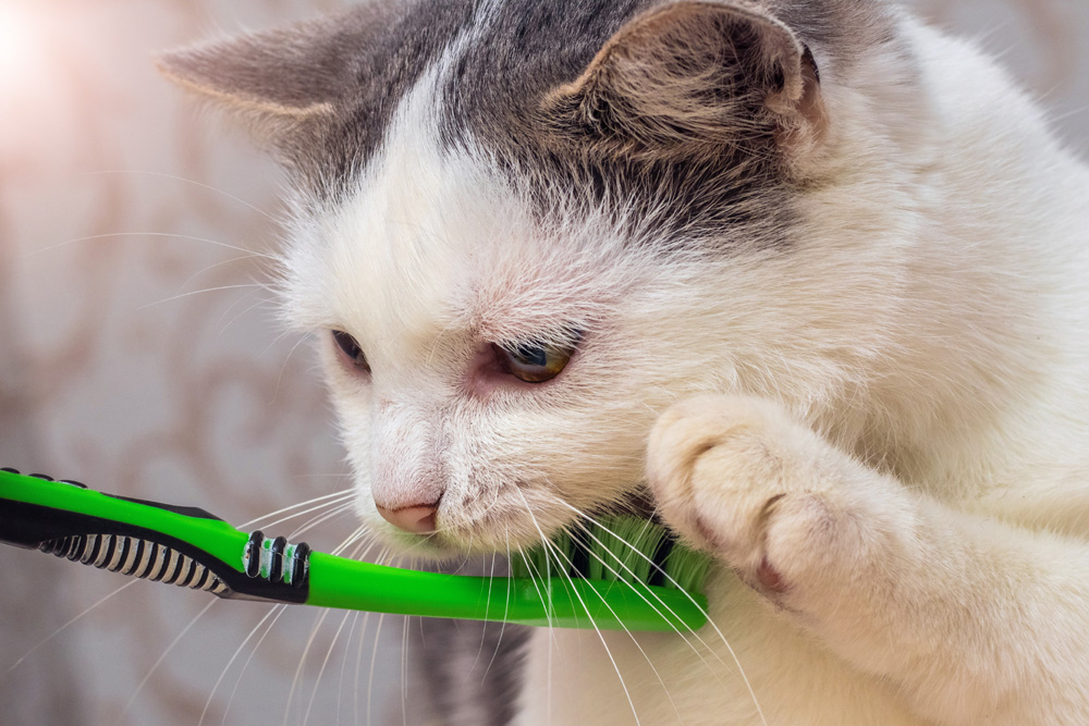 Cat with toothbrush