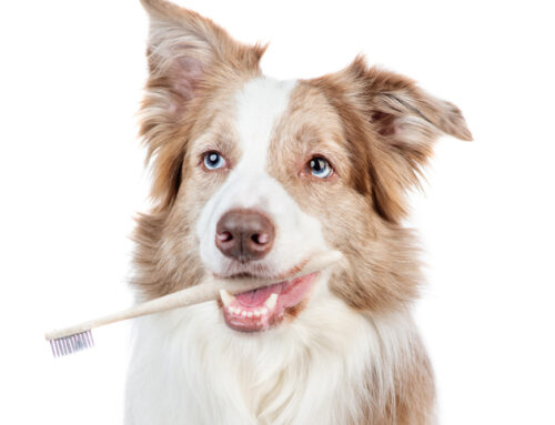 Preventing Tooth Decay in Dogs: Tips for Long-Term Dental Health