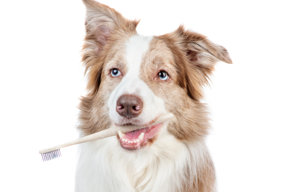 dog holds toothbrush