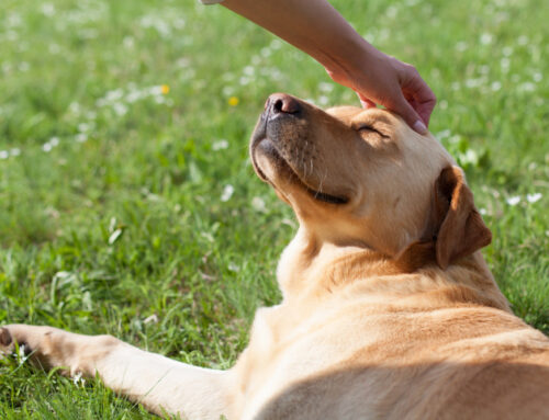 The Role of Preventive Medicine in Prolonging Your Pet’s Life: An Insightful Conversation with Dr. Pablo Mendoza