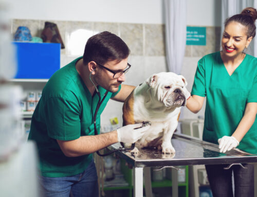 Why Vets Should Consider Working at Mountain View Animal Hospital: Insights from Dr. Pablo Mendoza and Wendi Vasquez-Mendoza