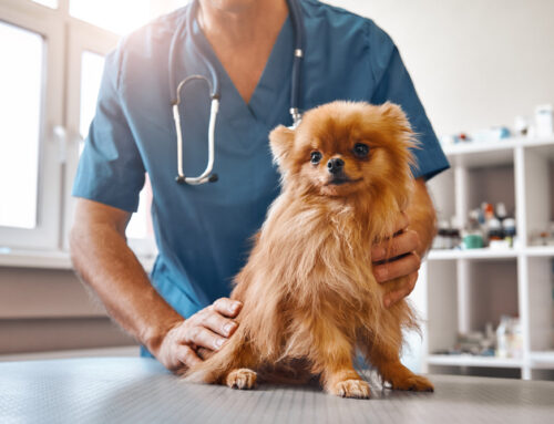 Best Veterinarian In Nevada–Award-Winning In General Veterinary Care Services