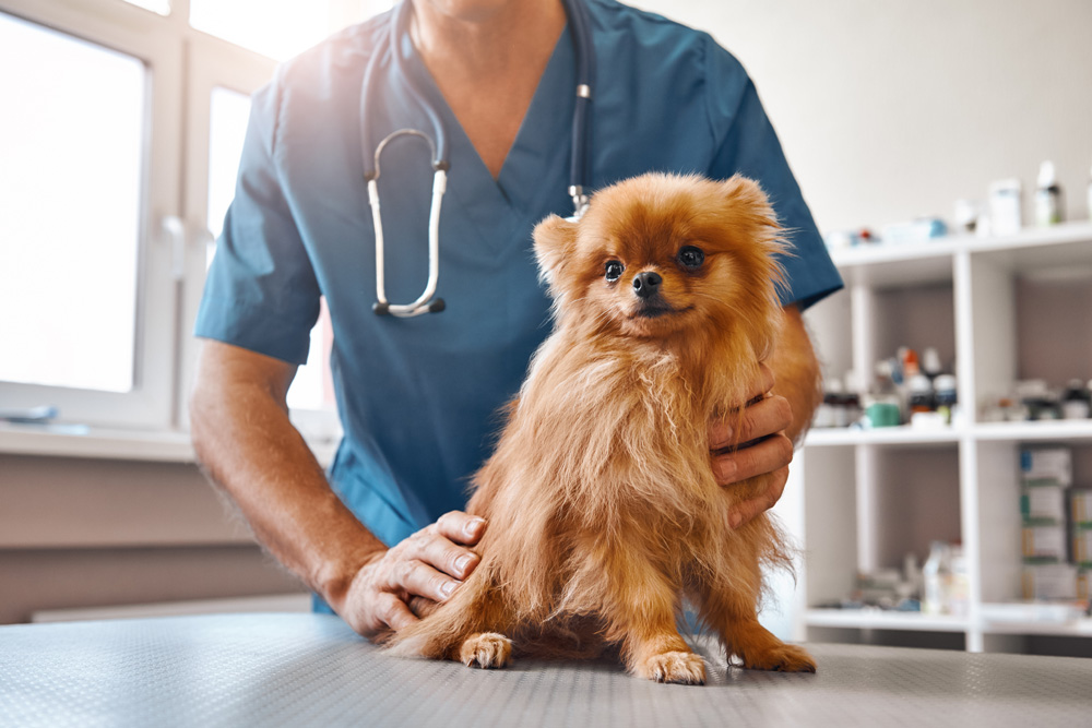 Male vet holding little beautiful dog at veterinary clinic