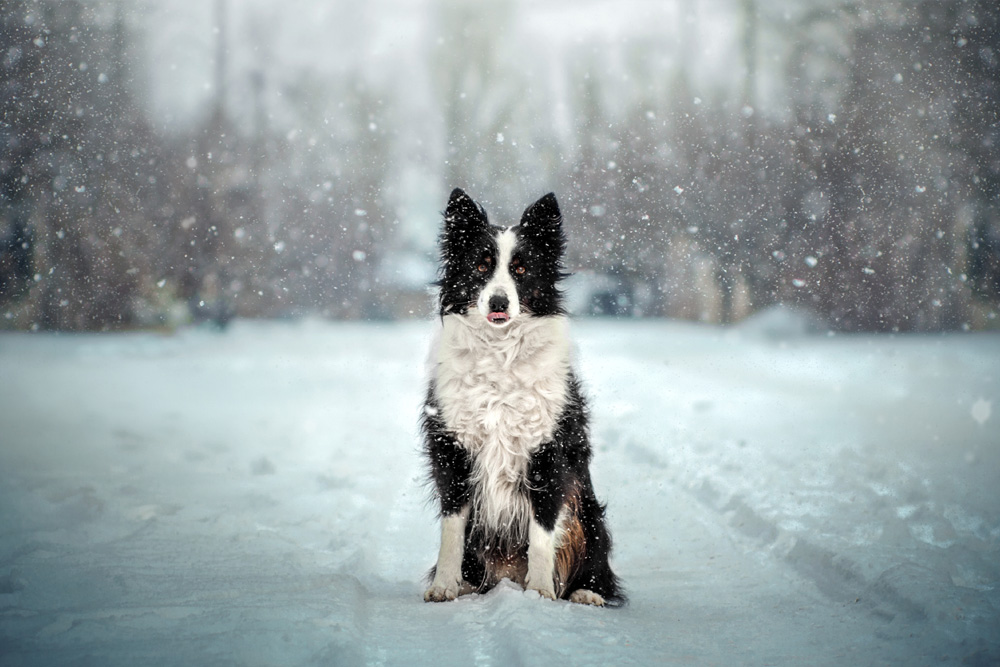 A black and white dog sits on a snow-covered path during snowfall. The background is blurred with trees lightly dusted with snow, creating a serene winter scene.