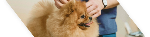 A fluffy brown Pomeranian dog being groomed by a person, who is adjusting something near the dog's head. The dog looks content, with its tongue slightly out. The background is soft and blurred.