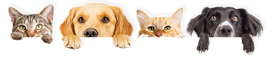 A row of animal faces at the bottom edge features two cats with tabby and orange fur, and two dogs with light brown and black fur. Each animal has its head resting on its paws, looking directly at the viewer.