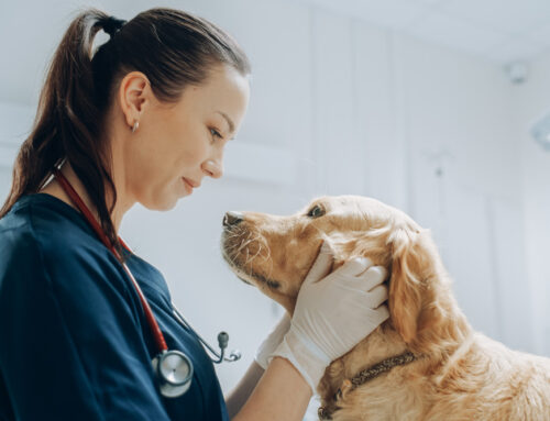 What to Expect During Your Pet’s First Holistic Veterinary Visit